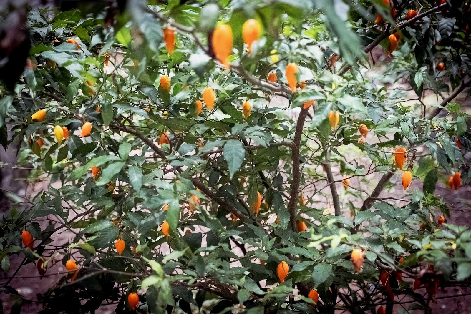 beautiful Tabernanthe iboga live plant tree with orange fruit in africa