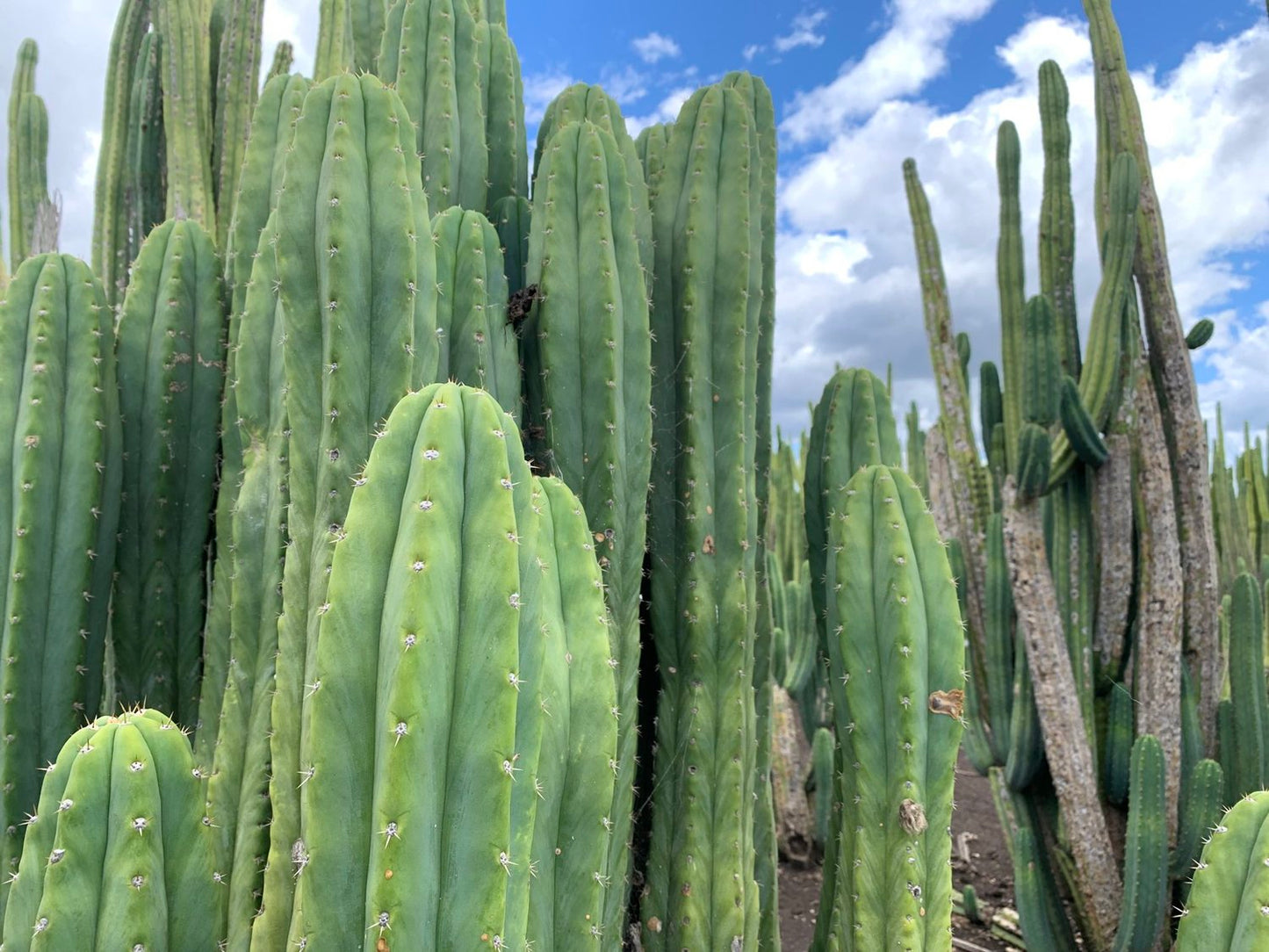 big mature san pedro huachuma echinopsis pachanoi cactus fresh healthy close up