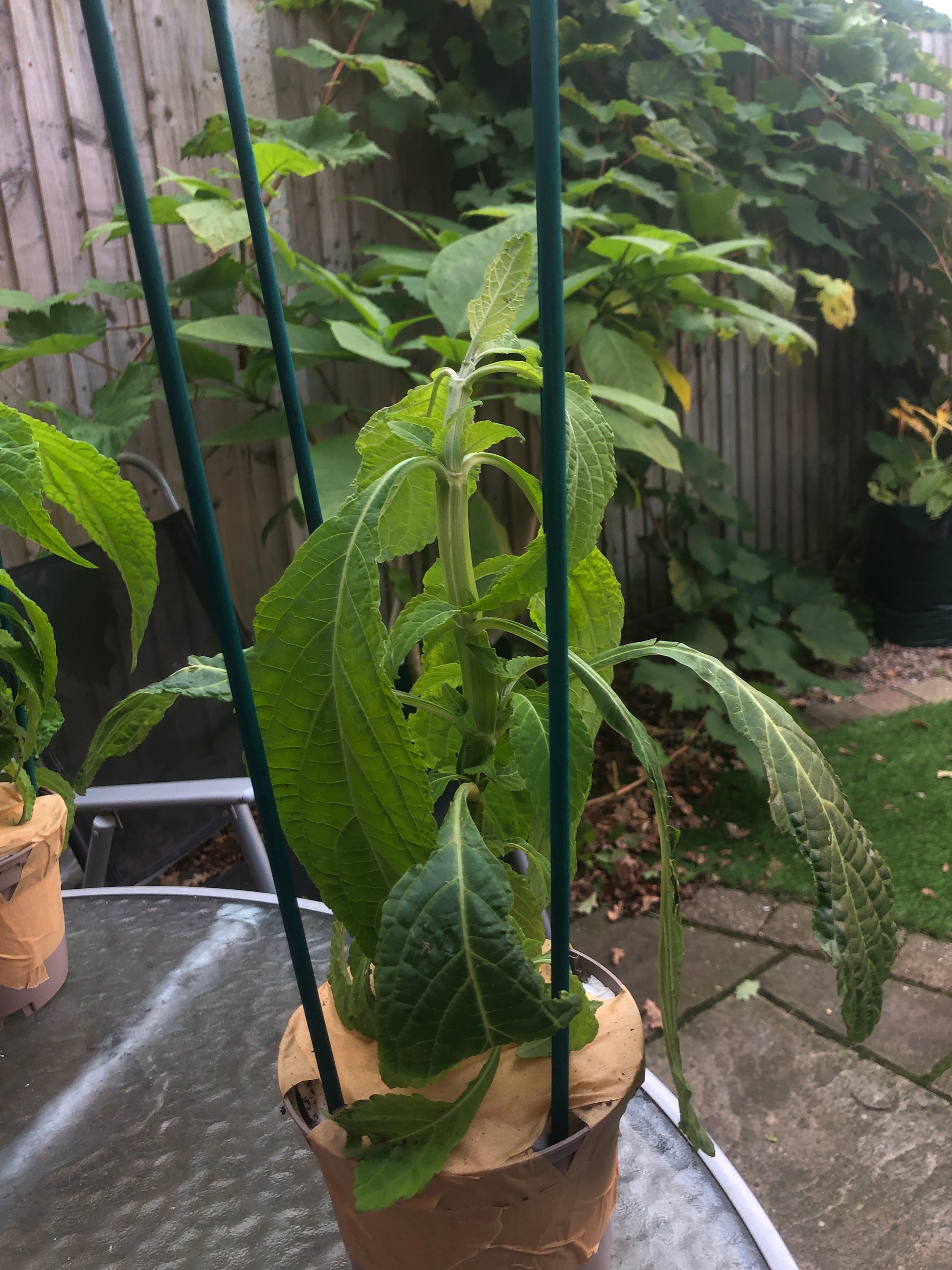 SALVIA DIVINORUM LIVE PLANT LARGE POTTED 