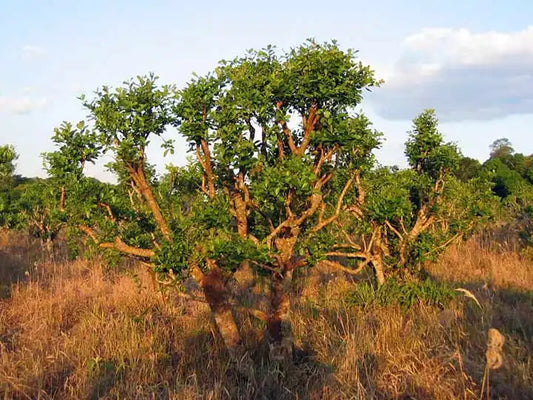 Beautiful old mature Corynanthe johimbe, Pausinystalia johimbe, yohimbe tree in africa wild