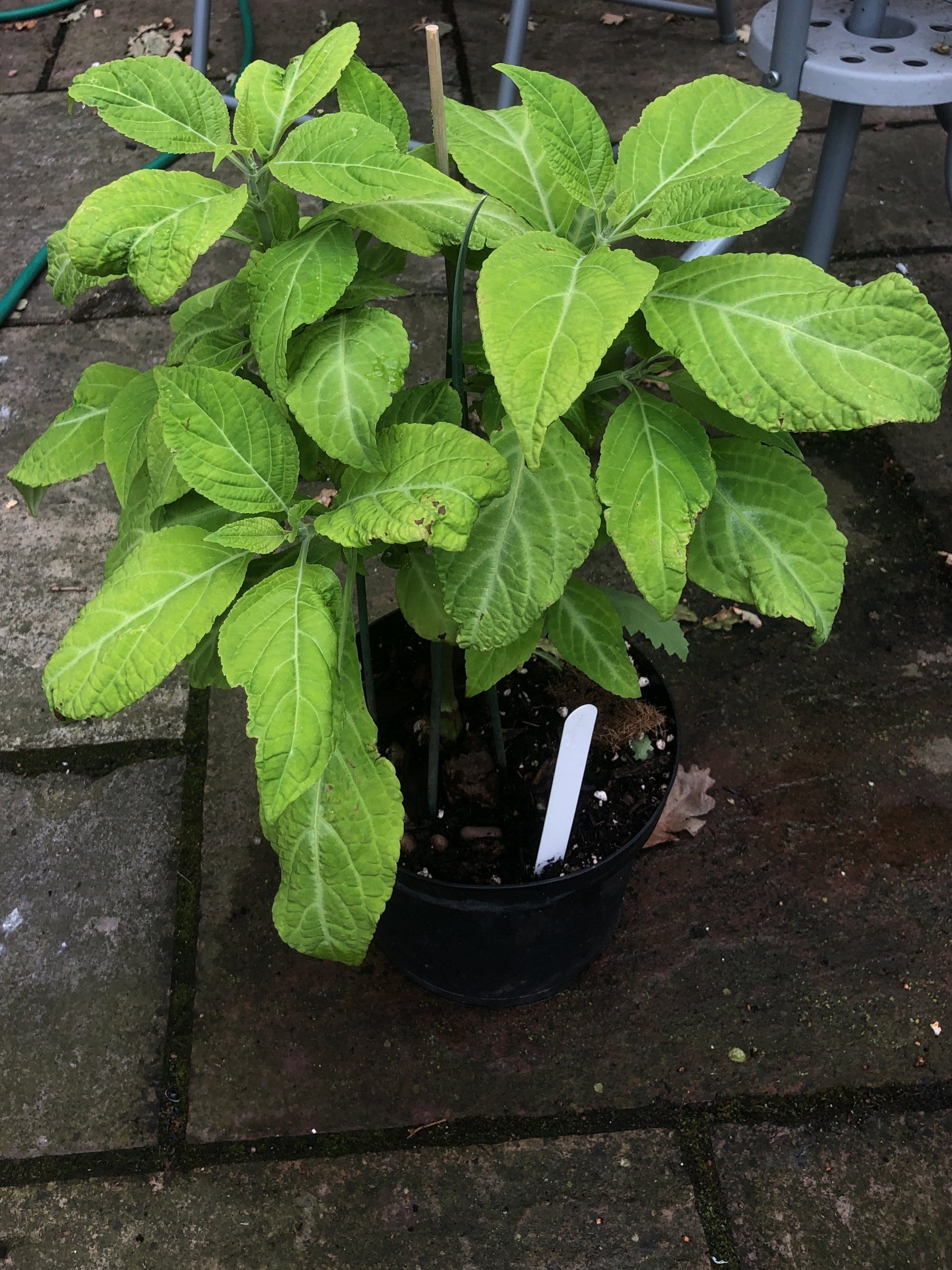 SALVIA DIVINORUM LIVE PLANT LARGE POTTED 