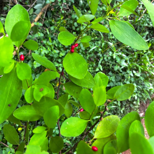 Live coca plant with red berries 