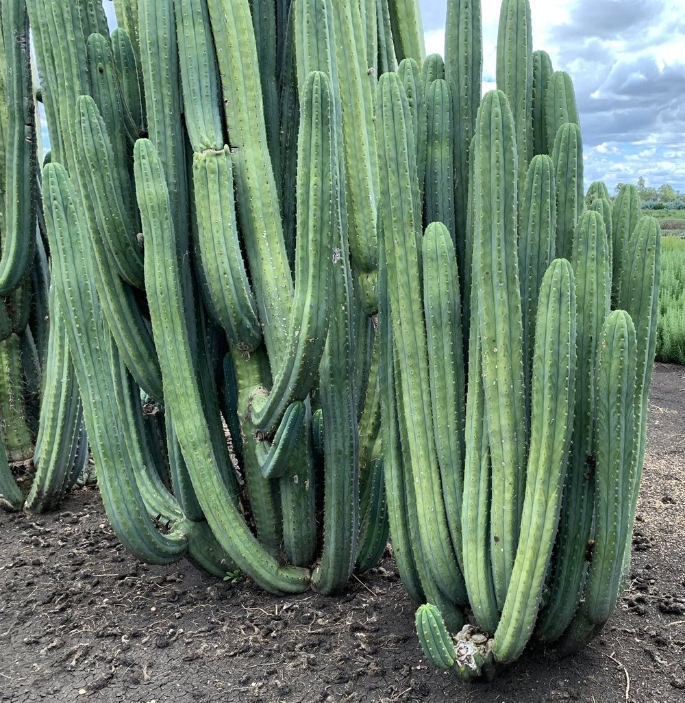 big mature san pedro huachuma echinopsis pachanoi cactus fresh healthy