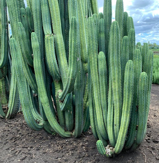 big mature san pedro huachuma echinopsis pachanoi cactus fresh healthy