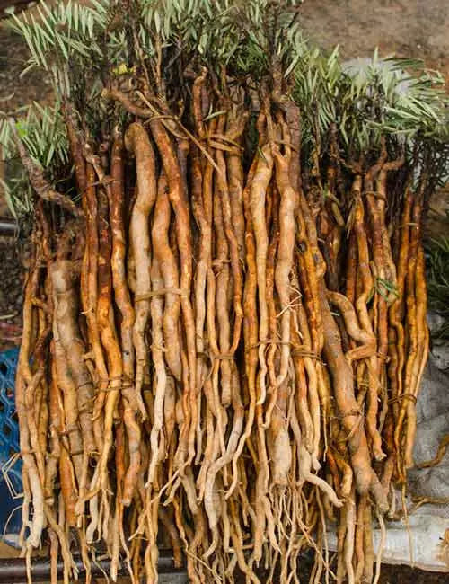 Tongkat ali Root 